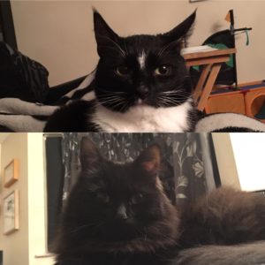 pet insurance allowed me to give both cats a great chance
