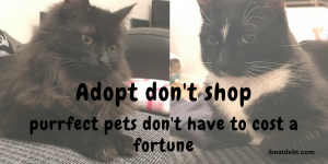 Adopt, don’t shop – the purrfect pet doesn’t need to cost a fortune!